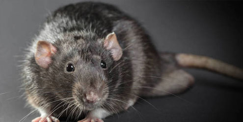 禍害遺千年!捕鼠達人教你如何徹底消滅老鼠