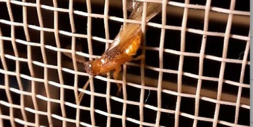 容易輕忽卻會造成嚴重破壞的蟲害危機-白蟻